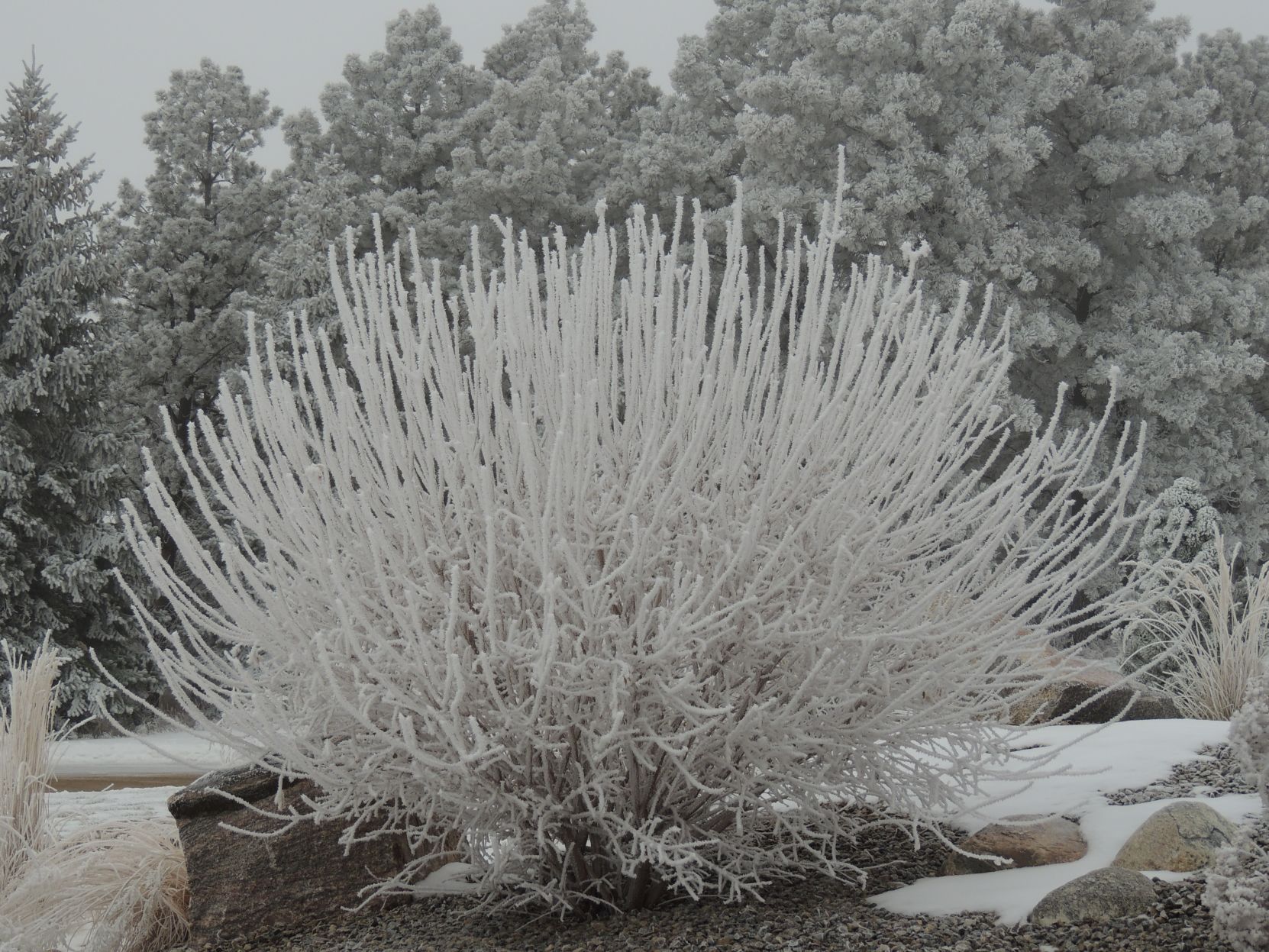 Heavy Frost Covering